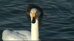 В Советский район на озеро Светлое вернулись лебеди