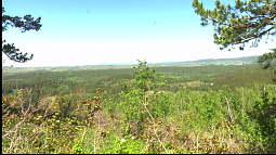 Волонтёры со всей страны спасают черневую тайгу в Курьинском районе Алтайского края