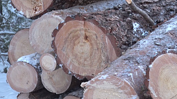 В Бийске в микрорайоне АБ выпиливают сосны