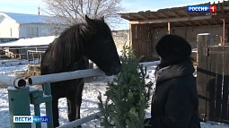 В Бийске утилизируют новогодние ёлки с пользой для здоровья животных