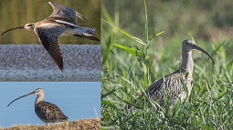 Вы тоже думаете, что кроншнеп – это кролик?