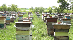 Пчеловодов предупреждают об обработке полей в Троицком и Смоленском районах
