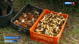 У грибников начался сезон сморчков и сморчковой шапочки