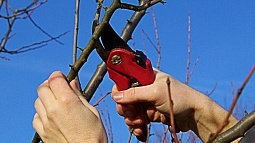 Специалисты «Горзеленхоза» проводят санитарную обрезку в заросшей роще на Павловском тракте