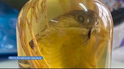 У туристки, которая прилетела в Барнаул из Вьетнама, изъяли запрещённое змеиное вино