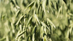  Алтайские сорта овса, гречихи и подсолнечника стали одними из лидеров  по объёмам посева в стране