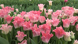 Жительница Новоалтайска выращивает столько тюльпанов, что их хватит, чтобы одарить треть населения Барнаула