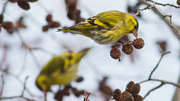 Барнаульские школьники запутались, чиж – это птица или человек?