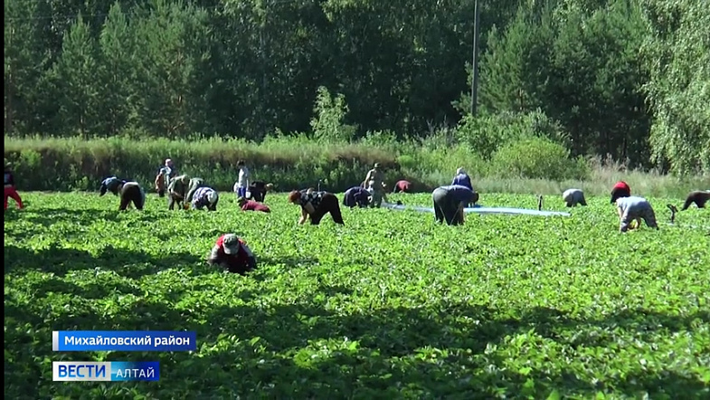 Сборщики клубники выбирают поля предприятия «Горизонт» в Михайловском районе