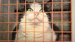 Больше 200 бездомных собак с начала года попали в руки волонтёров, но не все обрели любящую семью