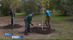 В Барнауле продолжают обновлять зелёные насаждения