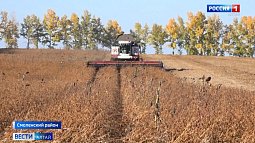 В Алтайском крае стартовала уборка сои