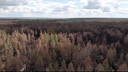 В Алтайском крае проверили, как изменился лес
