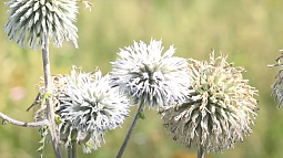 В Смоленском районе пчеловоды специально сеют мордовник, чтобы получить необычный мёд