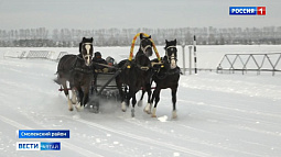 Лучших представителей Орловской породы лошадей готовят к «Сибирской Масленице»