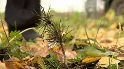 В Алтайском крае заложили ещё один кедровый питомник
