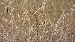 Правительство РФ уточнило порядок господдержки производителей зерна