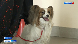 Кинологи со всей Сибири съехались сегодня в Барнаул