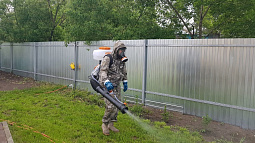 Ждать ли в этом году на Алтае нашествия насекомых?