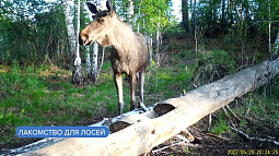 В алтайских лесах лоси лижут соль