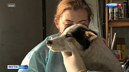 В Бийске нашли подрядчика на отлов бродячих собак