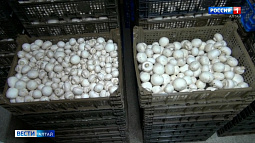 Предприниматель из Алтайского района сделал ставку на шампиньоны и уже расширяет грибную ферму