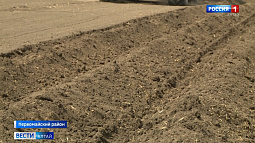 Овощеводы Алтайского края приступили к посадке картофеля