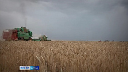 В России сформирован коридор цен на зерновые интервенции 