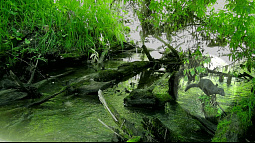 В национальном парке Салаир планируют использовать искусственный интеллект