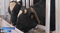 Делегация Алтайского края вернулась из командировки в Республику Беларусь