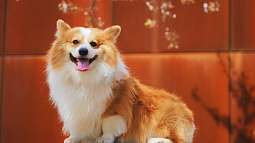 Актуальные вопросы кинологии обсуждают  в Алтайском аграрном университете