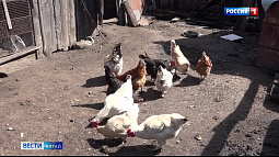 В Смоленском районе молодёжь активно разводит домашнюю птицу