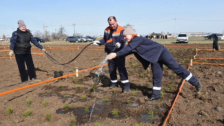 В окрестностях Кулунды высадили деревья в виде надписи «Энергия Победы»