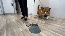 Как работает единственная на Алтае собака-детектор породы корги? 