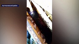 В Кытмановском районе погибли пчёлы