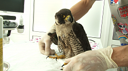 В Барнауле провели пятичасовую операцию раненому соколу-сапсану