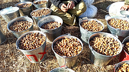 Кабаны сорвали эксперимент по выращиванию дубовой рощи в горах под Белокурихой