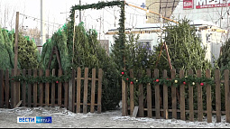 В Барнауле открылись ёлочные базары