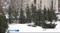 В предстоящие выходные в Барнауле откроются первые ёлочные базары