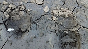 Следы взрослого медведя обнаружили на проселочной дороге в Новоповалихе