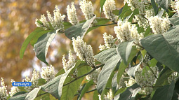 Барнаульцы заметили на улицах города цветущие кустарники