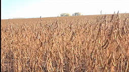 Больше всего сои на Алтае вырастили в Смоленском районе