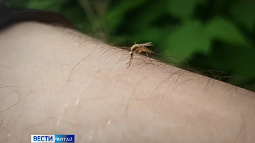 На Алтае, скорее всего, будет нашествие комаров