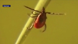 Только за выходные зафиксировано 18 обращений к врачам с жалобами на укусы клещей