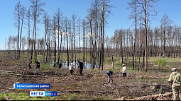 В окрестностях села Грязново в Тюменцевском районе высадили полтора гектара нового леса