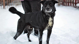 В Барнауле объявлен конкурс по выбору подрядчика для содержания бездомных животных