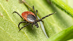 Главный эпидемиолог Алтайского края предупредила о нашествии клещей