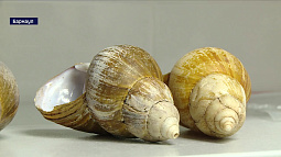 Алтайские учёные нашли применение улиточным раковинам при очистке воды от вредных тяжёлых металлов