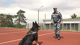 Сегодня отмечают День кинологических подразделений МВД России