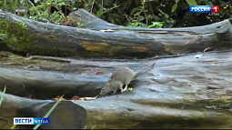 Из-за угрозы бешенства в Алтайском крае создают спецгруппы из охотников и ветеринаров